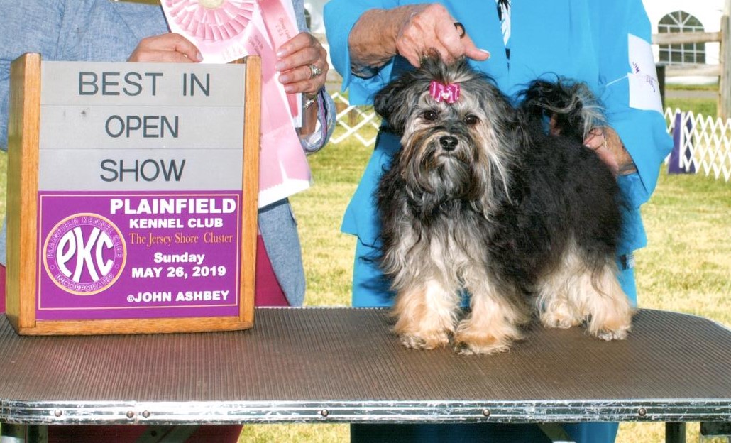 bestofshowpup